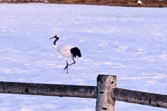 working-holiday-japan-2023-hokkaido-winter-mountains07